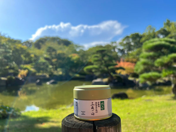 Matcha  Uji Japan SANYUU NO SHIRO　三友の白