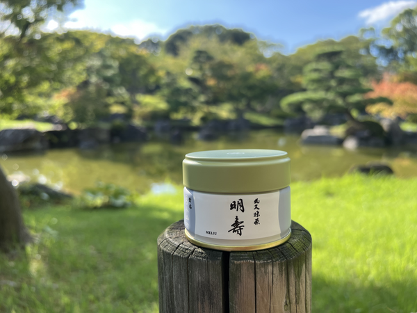 Matcha  Uji Japan　MEIJU　明寿